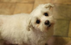 323-oliver.jpg