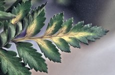 325-leaf.jpg
