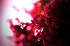 bokeh2.jpg