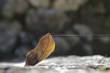 leaf in Coba.jpg