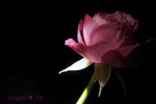 335-Rose.jpg