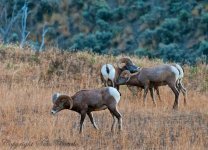 Big Horn-y XL.jpg