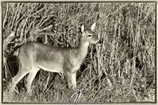 20111213_2368-2.jpg
