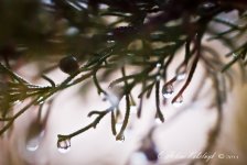 _SSC0240-Edit.jpg