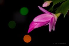 Christmas Cactus.jpg
