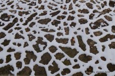 icing on the ground.jpg