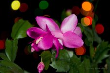 Christmas Cactus2.jpg