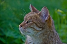 DSC_0095.jpg