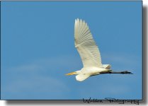 Egret 05.jpg