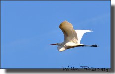 Egret 02.jpg