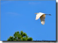 Egret 03.jpg