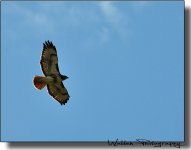 Hawk 01.jpg