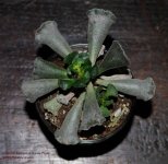 343 Dollar Plant-131211_01.jpg