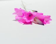 DSC_7780.JPG