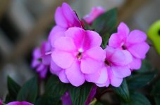 DSC_7793.jpg