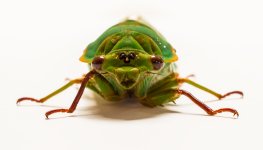 Cicada Front.jpg