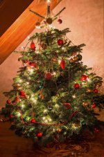 XmasTree121213.jpg