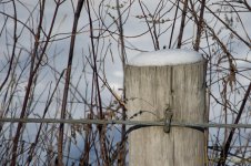 DSC_6006.jpg
