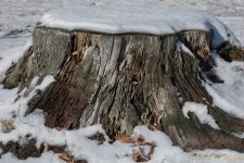 DSC_6013.jpg