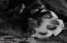 344 Buster's Paw-131212_01.jpg