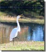 Heron 04.jpg