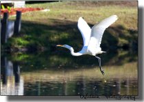 Heron 01.jpg