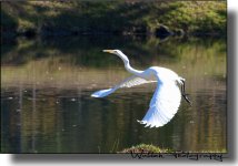 Heron 03.jpg