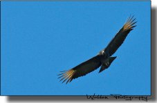 Buzzard 02.jpg