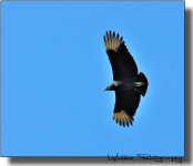 Buzzard 01.jpg