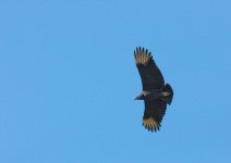 Buzzard 01_grainy.jpg