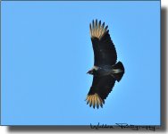 Buzzard 02_grainy.jpg
