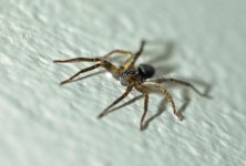 spider close-up.jpg