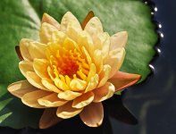 yellowwater1-1.jpg