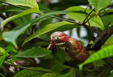 birdintree-1.jpg