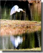 Egret 001.jpg