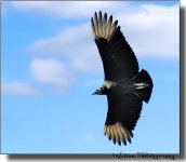 Buzzard under Clouds.jpg