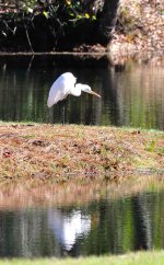 Egret 001_original.jpg
