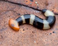 hammerhead worm.jpg