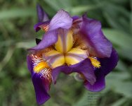 DSC_0008 iris.jpg