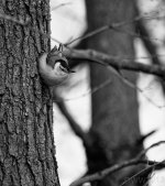 Nuthatch Nik Conversion (1 of 1).jpg