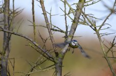 DSC_5818.JPG