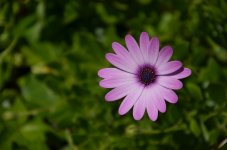 Purple.JPG