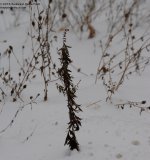 347 347 Choconut Creek-131215-02_01.jpg