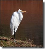 Great Egret 01.jpg