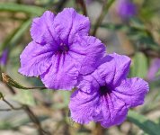 twopurple-1.jpg