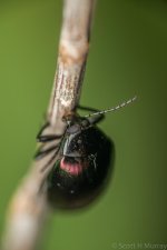 SHM_6295.jpg
