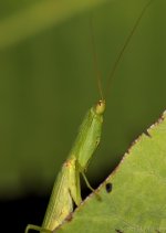SHM_6348.jpg