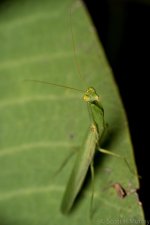 SHM_6352.jpg