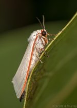 SHM_6375.jpg