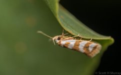 SHM_6509.jpg